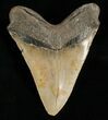 Megalodon Tooth - Carolinas #4997-2